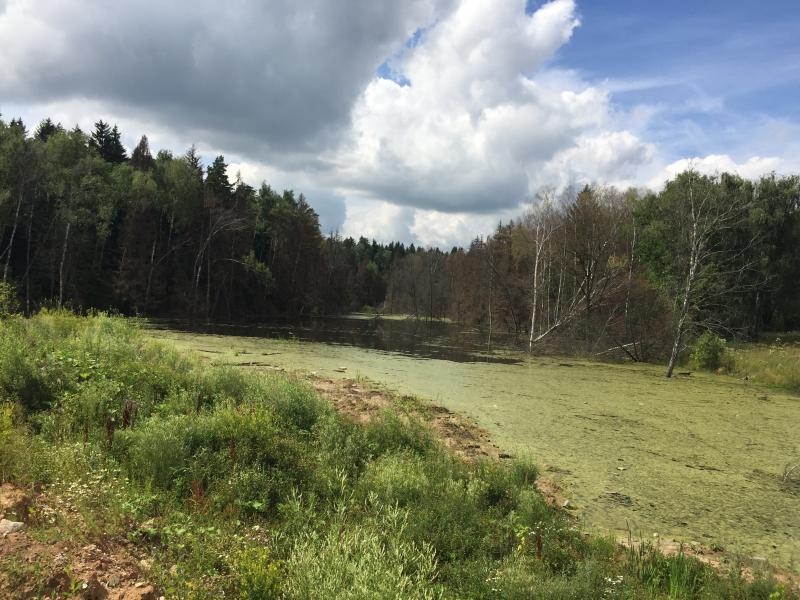 Эксперты московского штаба ОНФ установили факт уничтожения ценного природного объекта в районе Марьинского ручья
