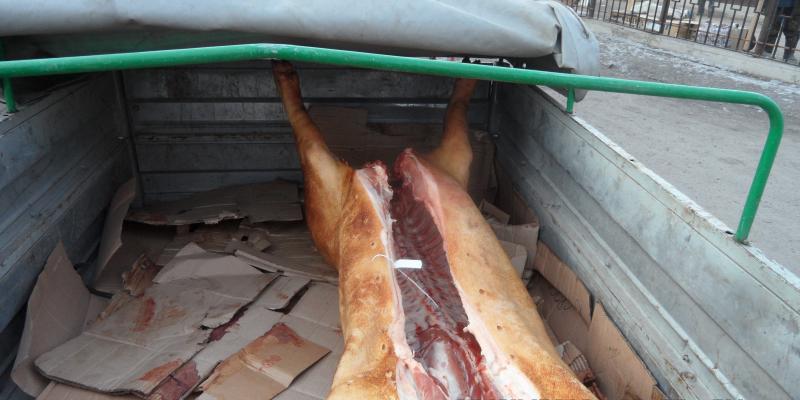 Сотрудниками Управления Россельхознадзора по Красноярскому краю выявлен факт перевозки охлаждённого мяса с нарушением ветеринарно-санитарных требований