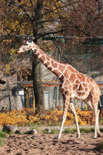 У сетчатого жирафа из Ленинградского зоопарка появился опекун