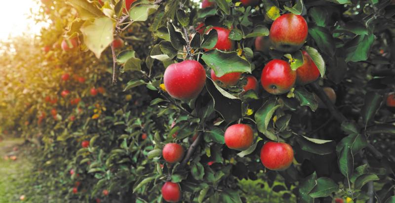Россельхозбанк помогает возрождать яблоневые сады Курской области