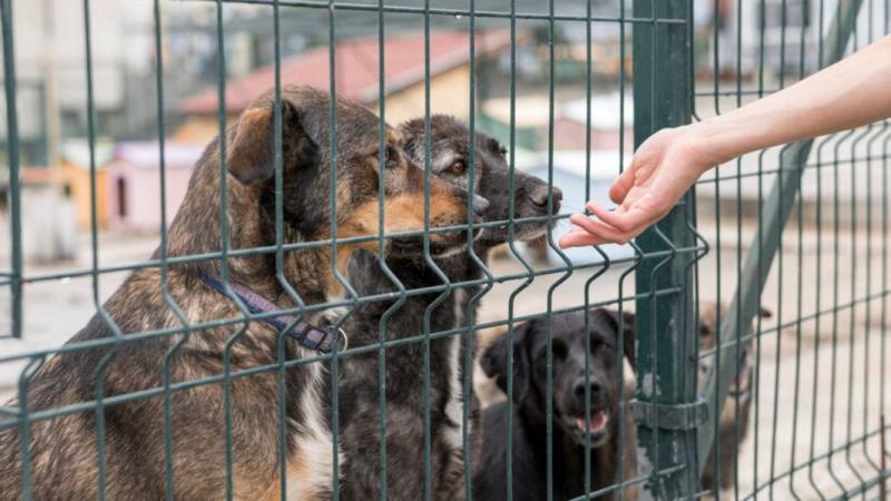 Расходы на строительство приюта для животных в Новосибирске решили не сокращать