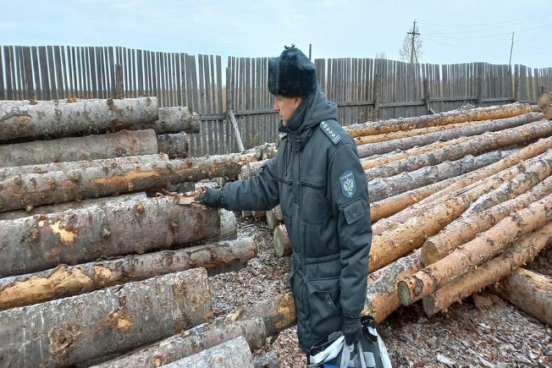 Приговоры за контрабанду леса в Сибири слишком мягкие
