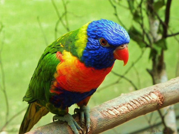 Топ-10 самых красивых птиц в мире