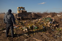 Об уничтожении в Ростовской области фруктов зараженных опасным карантинным объектом