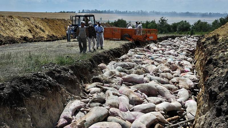 Из-за АЧС на свинокомплексе «Агроэко» под Воронежем забьют 42 тыс. свиней
