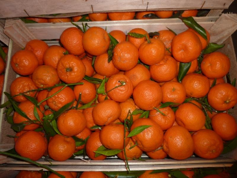 Экспортеры цитрусовых из Турции соскучились по российскому рынку