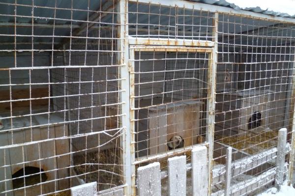 ОНФ в Тюменской области провел мониторинг исполнения муниципальных контрактов на отлов бездомных животных в Ялуторовске